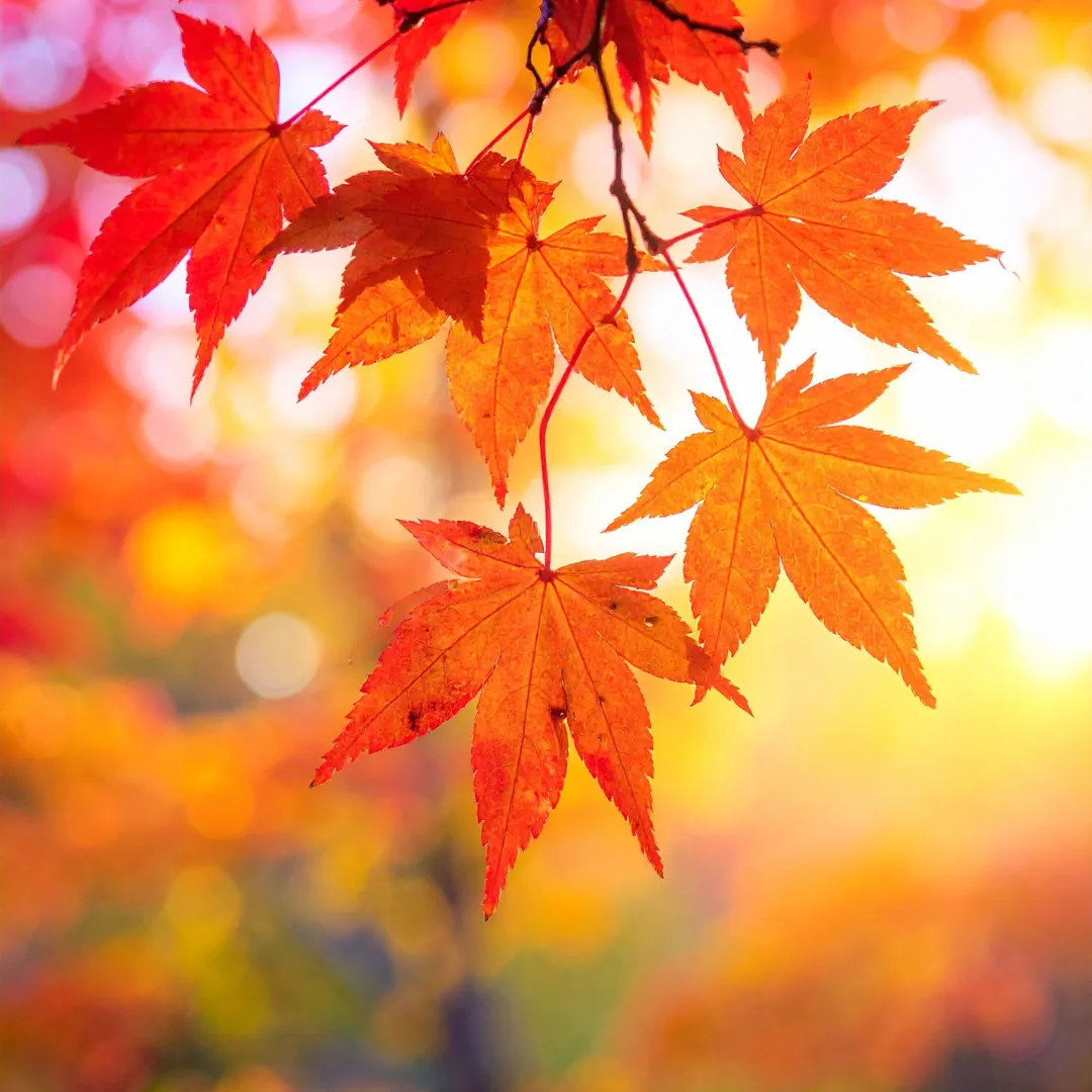 Autumn