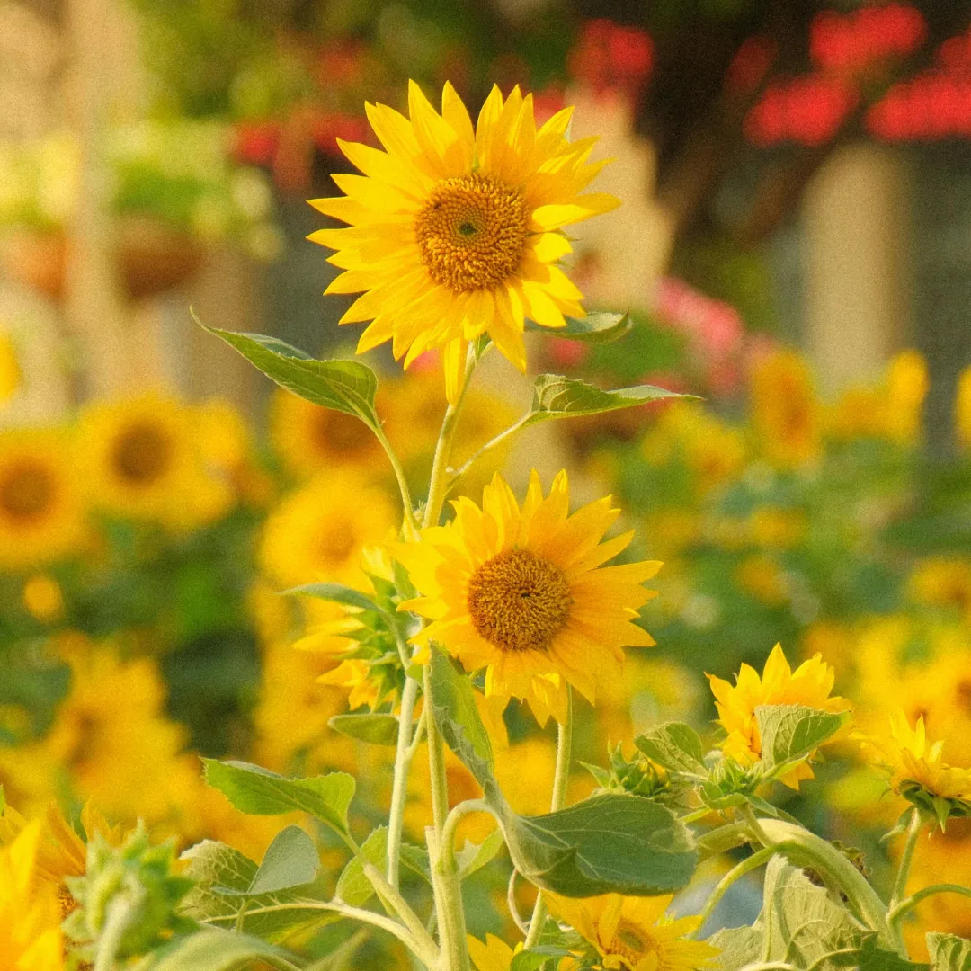 Summer